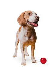 Articoli per animali